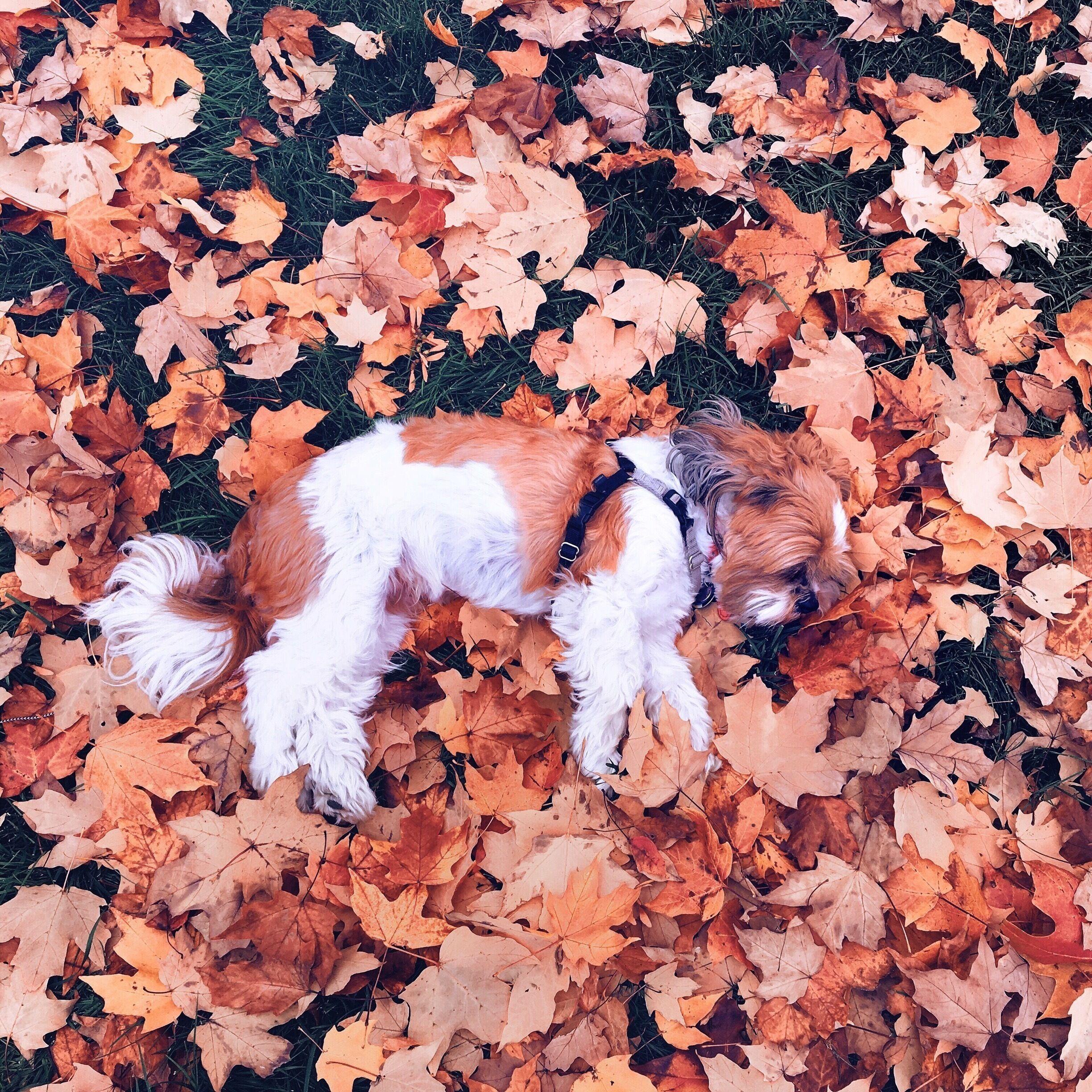 Fall Love #animal #dog #pet #fall #autumn #colorful 