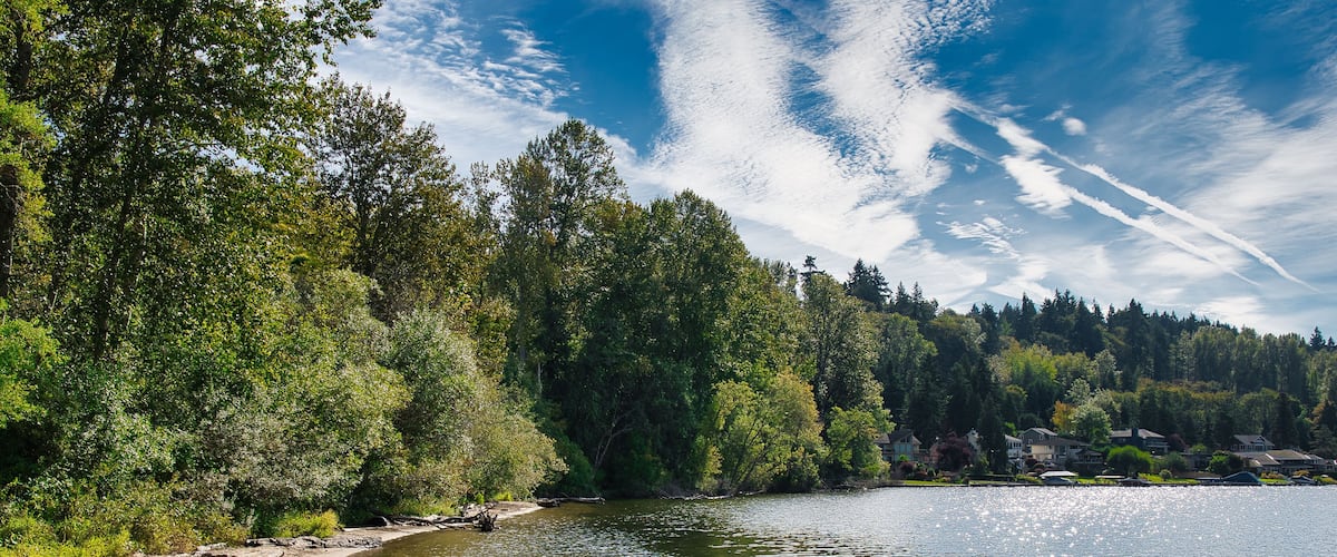 A riverbank with trees and houses along the shore.