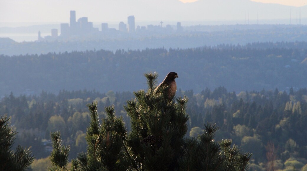 While hanging out at one of my favorite spots on the eastside (the Wooly Toad pub), I caught this hawk with Seattle and the Olympics in the background. Great spot to catch views on a nice day.
