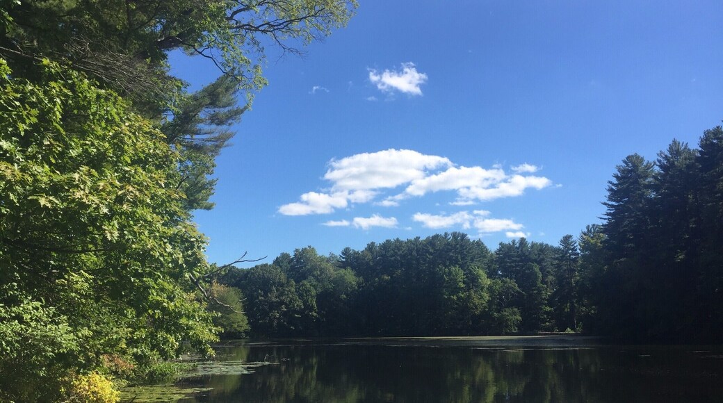 overview of the pond in Branford. Beautiful spot