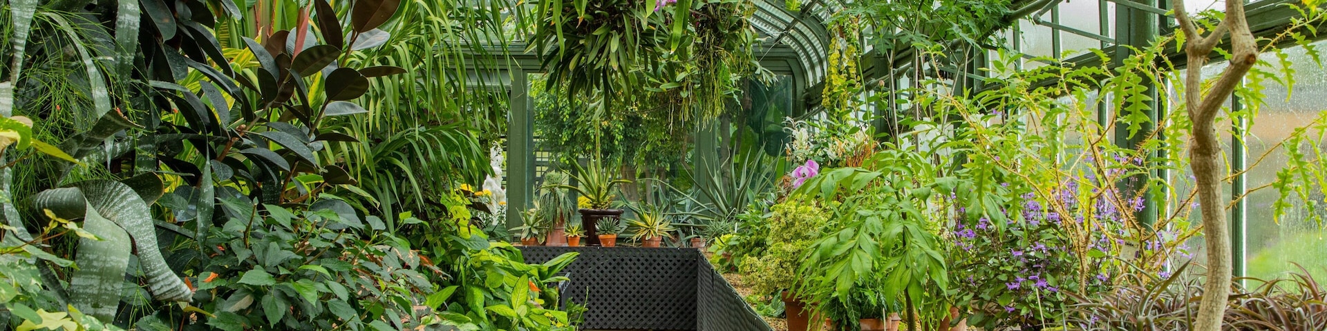 Niagara Parks Floral Showhouse showing a park, flowers and interior views