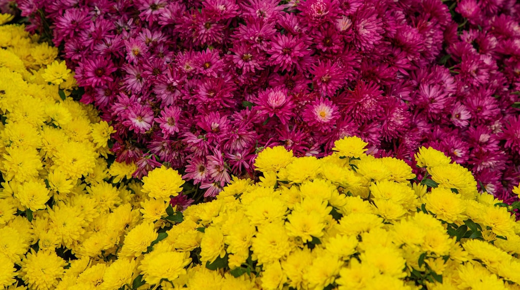 Niagara Parks Floral Showhouse showing flowers