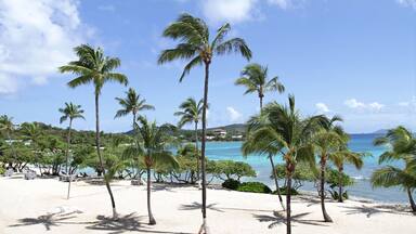 A beach with palm trees and a view of the ocean.