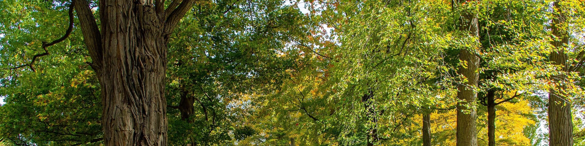 Un parque con un sendero sinuoso, árboles altos y una zona cubierta de césped.
