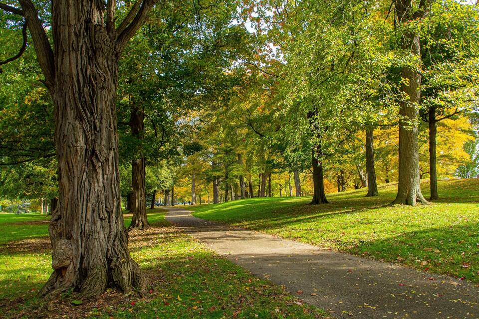 A park with a winding path, tall trees, and a grassy area.