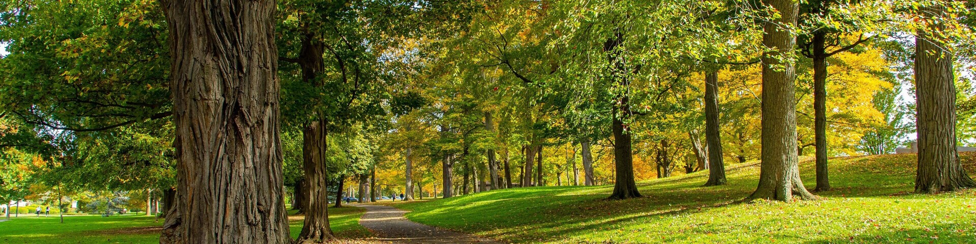 Um parque com um caminho sinuoso, árvores altas e uma área gramada.