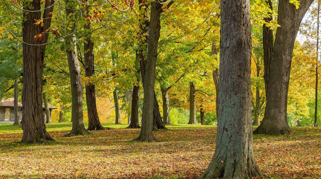 Queenston Heights Park featuring a park and autumn leaves