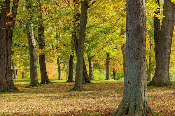 Queenston Heights Park featuring a park and autumn leaves