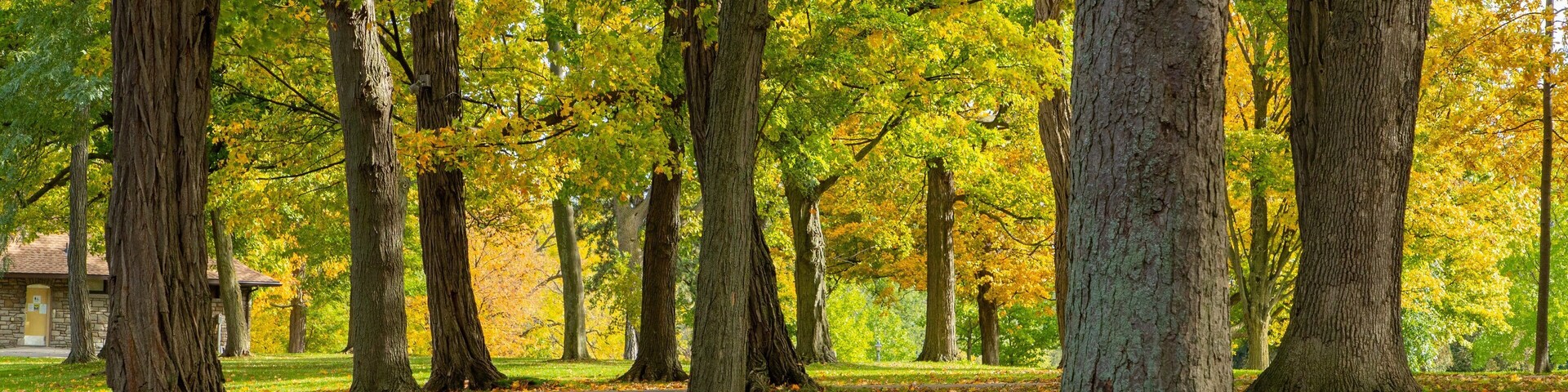 Queenston Heights Park featuring a park and autumn leaves