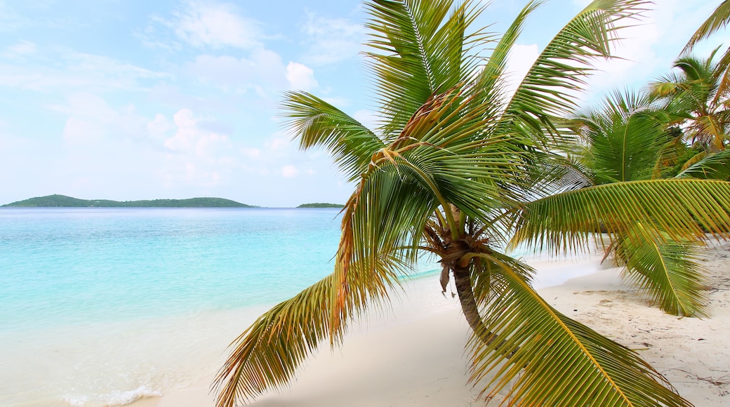 Una playa de arena blanca, agua turquesa cristalina y palmeras.