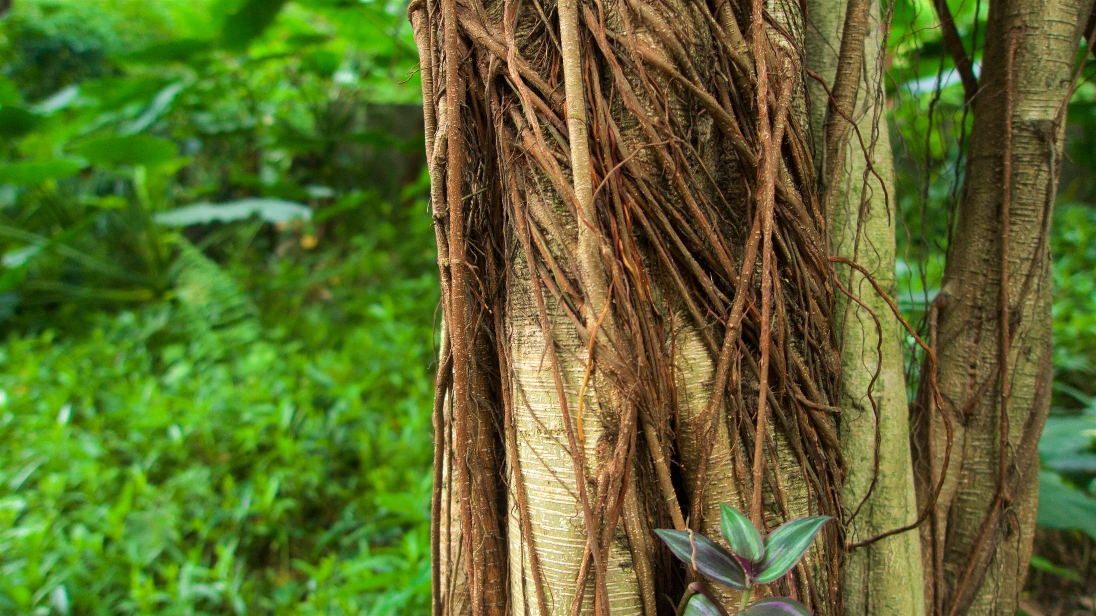 Baiyun Mountain showing a park