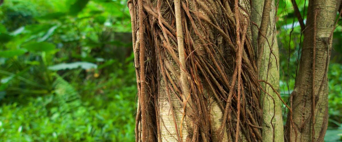 Baiyun Mountain showing a park