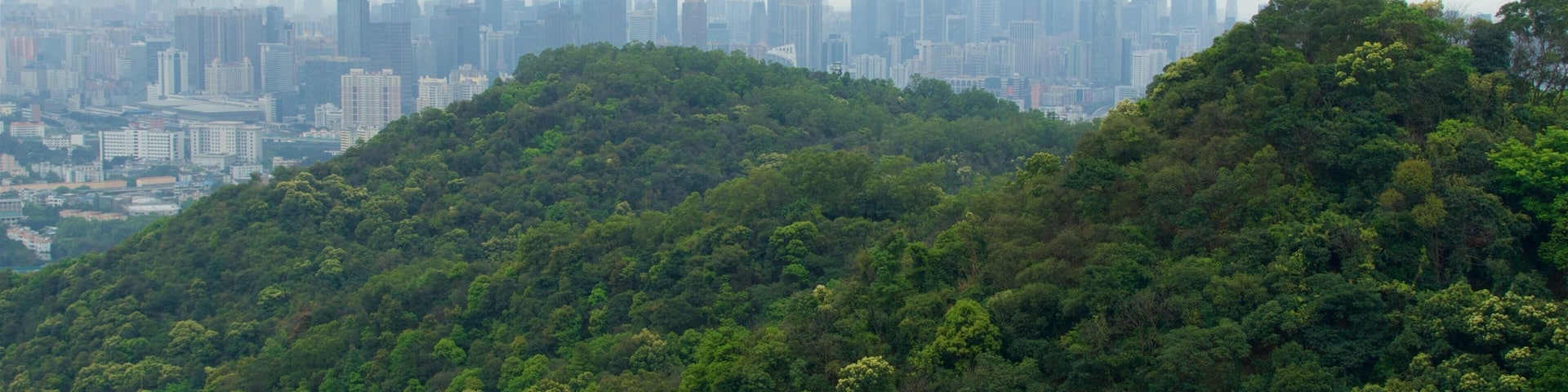 A city skyline with dense forest in the foreground.