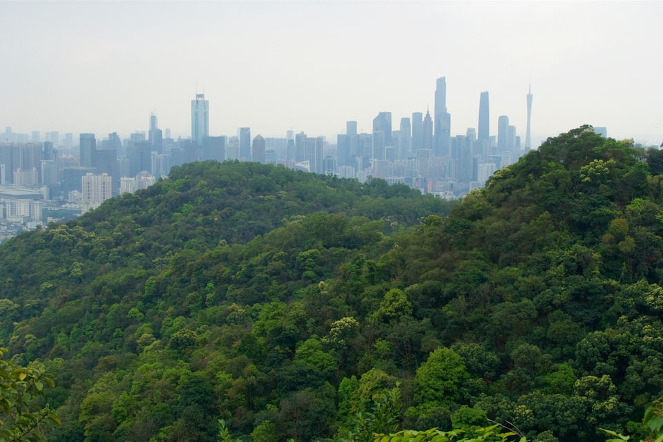 A city skyline with dense forest in the foreground.