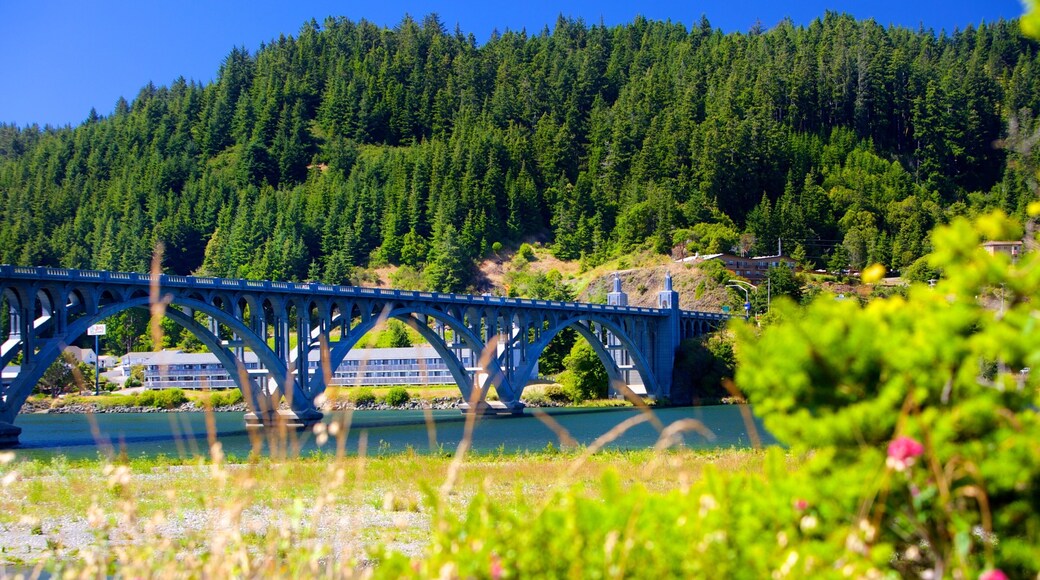 Patterson Bridge which includes forests, a bridge and a river or creek