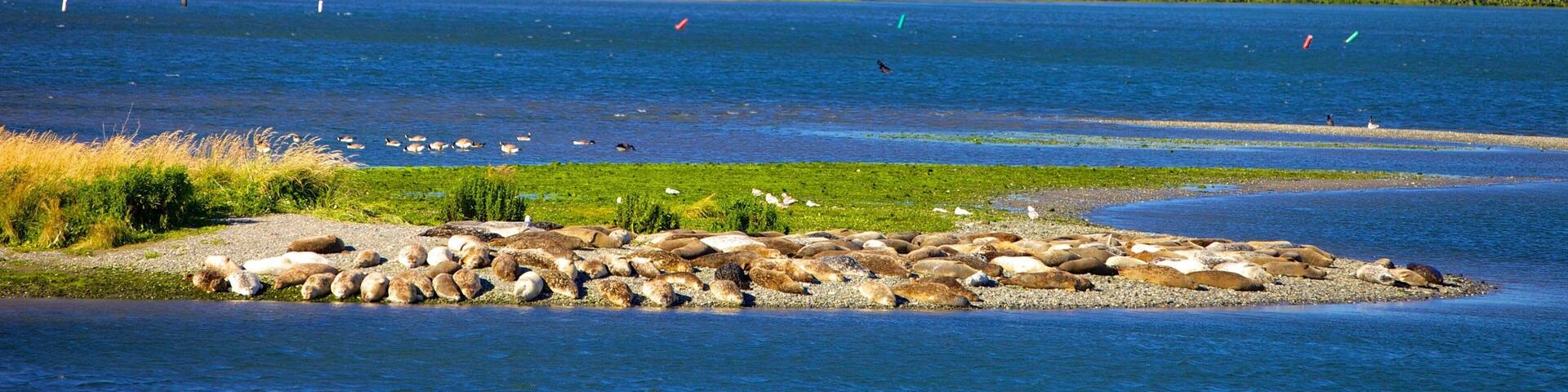 Patterson Bridge featuring a bridge and a river or creek