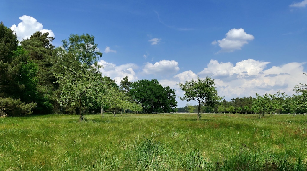 "Rövekamp" ist eine Wiese, die als Geschützter Landschaftsbestandteil gem. § 22 Abs.4 NAGBNatSchG i.V.m. § 29 BNatSchG (Code 0902/18.0008) unter Schutz steht. Sie befindet sich im Landschaftsschutzgebiet LSG-H13 Forst Rundshorn – Fuhrberg und liegt im Gemeindegebiet von Wedemark.