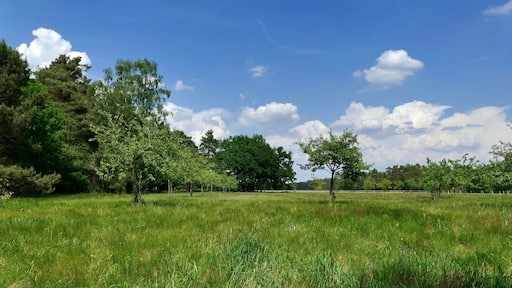 "Rövekamp" ist eine Wiese, die als Geschützter Landschaftsbestandteil gem. § 22 Abs.4 NAGBNatSchG i.V.m. § 29 BNatSchG (Code 0902/18.0008) unter Schutz steht. Sie befindet sich im Landschaftsschutzgebiet LSG-H13 Forst Rundshorn – Fuhrberg und liegt im Gemeindegebiet von Wedemark.