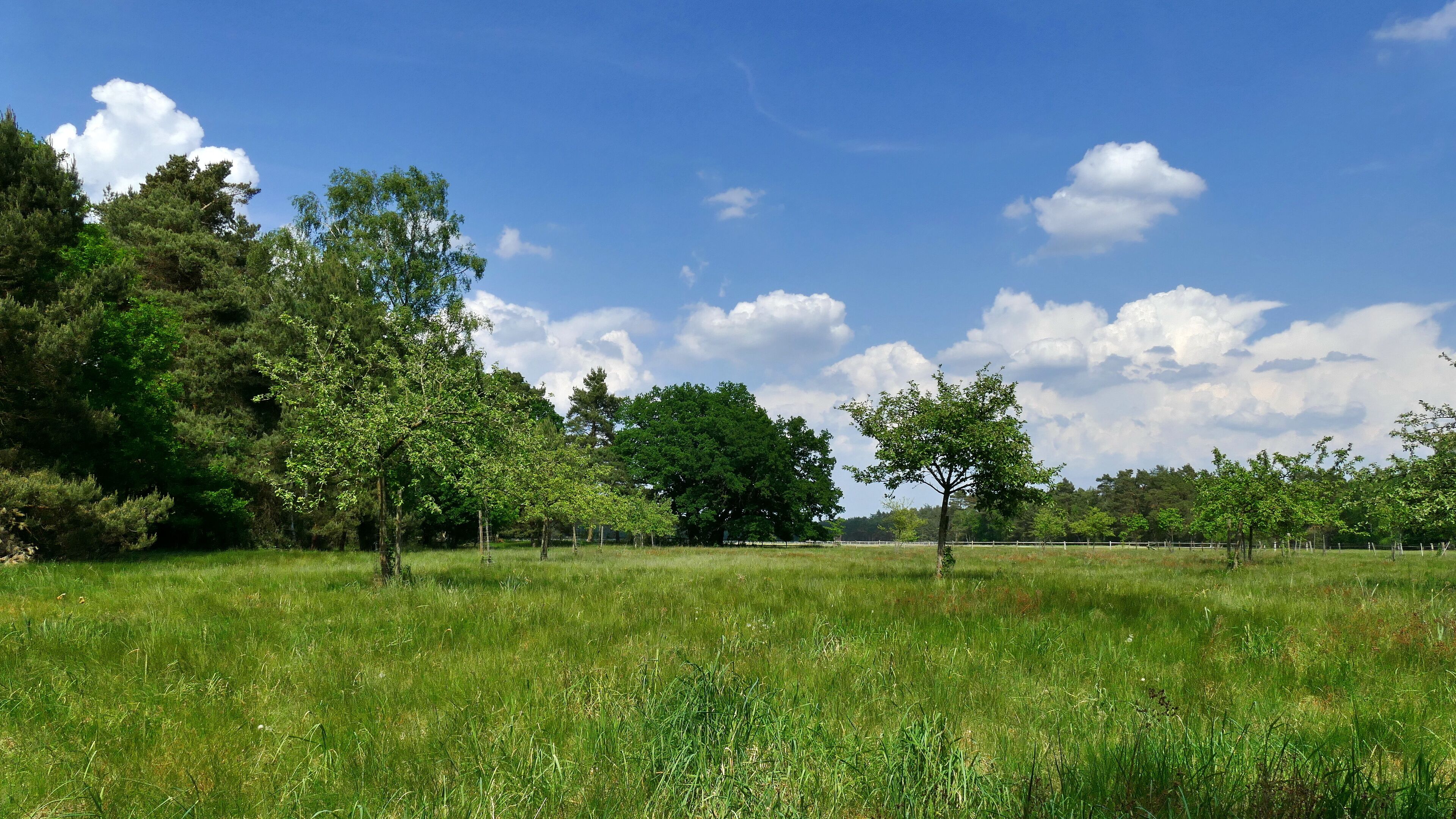 A grassy field with trees and a clear blue sky.