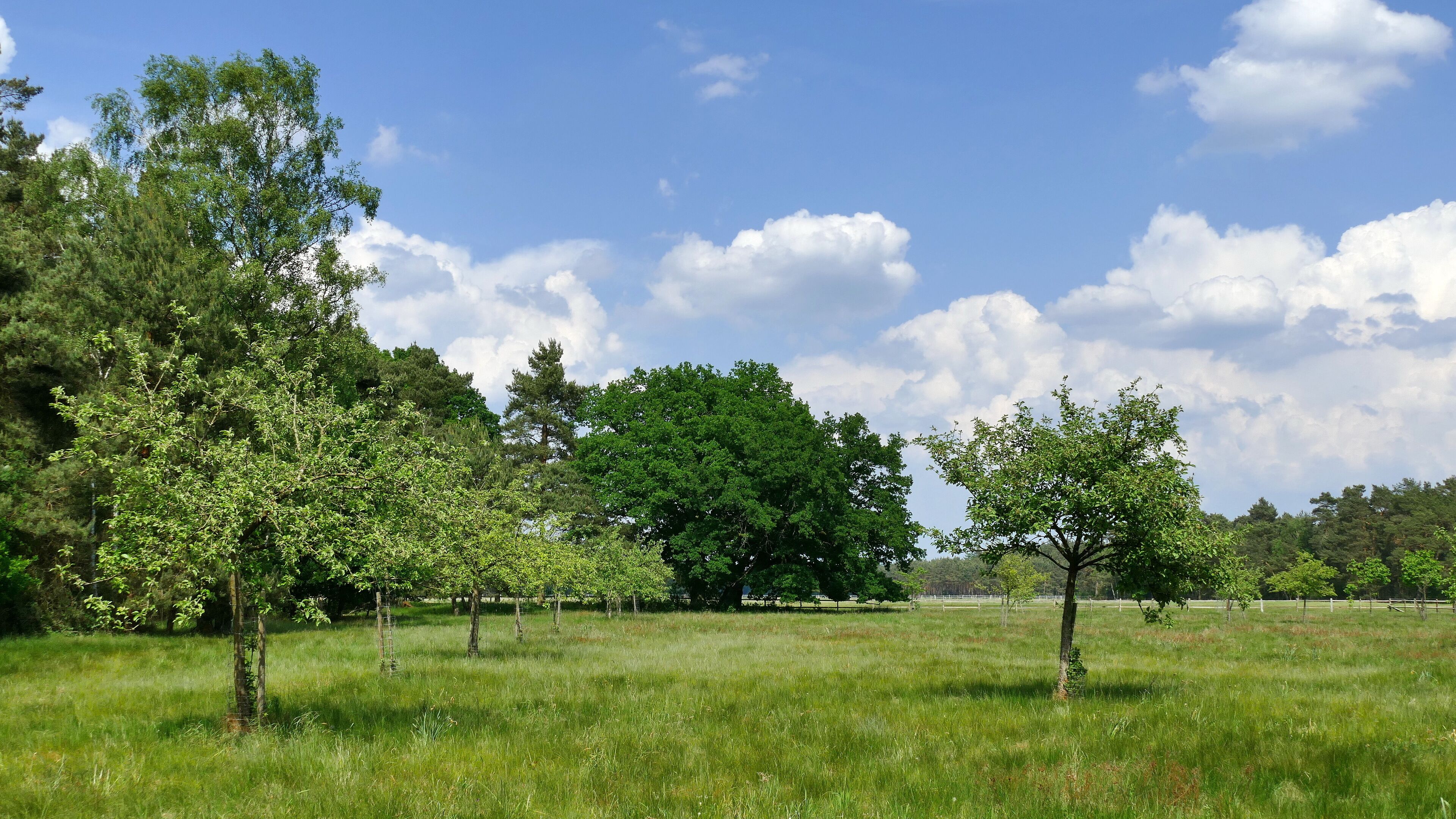 "Rövekamp" ist eine Wiese, die als Geschützter Landschaftsbestandteil gem. § 22 Abs.4 NAGBNatSchG i.V.m. § 29 BNatSchG (Code 0902/18.0008) unter Schutz steht. Sie befindet sich im Landschaftsschutzgebiet LSG-H13 Forst Rundshorn – Fuhrberg und liegt im Gemeindegebiet von Wedemark.