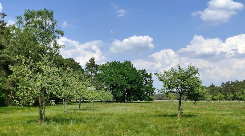 "Rövekamp" ist eine Wiese, die als Geschützter Landschaftsbestandteil gem. § 22 Abs.4 NAGBNatSchG i.V.m. § 29 BNatSchG (Code 0902/18.0008) unter Schutz steht. Sie befindet sich im Landschaftsschutzgebiet LSG-H13 Forst Rundshorn – Fuhrberg und liegt im Gemeindegebiet von Wedemark.