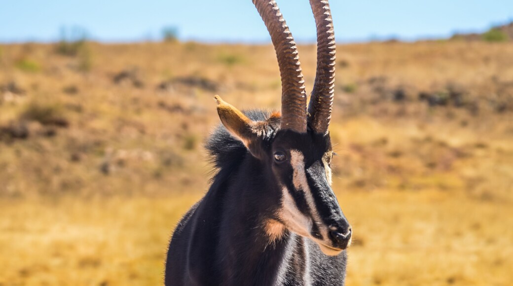 Riserva di caccia di Mahango