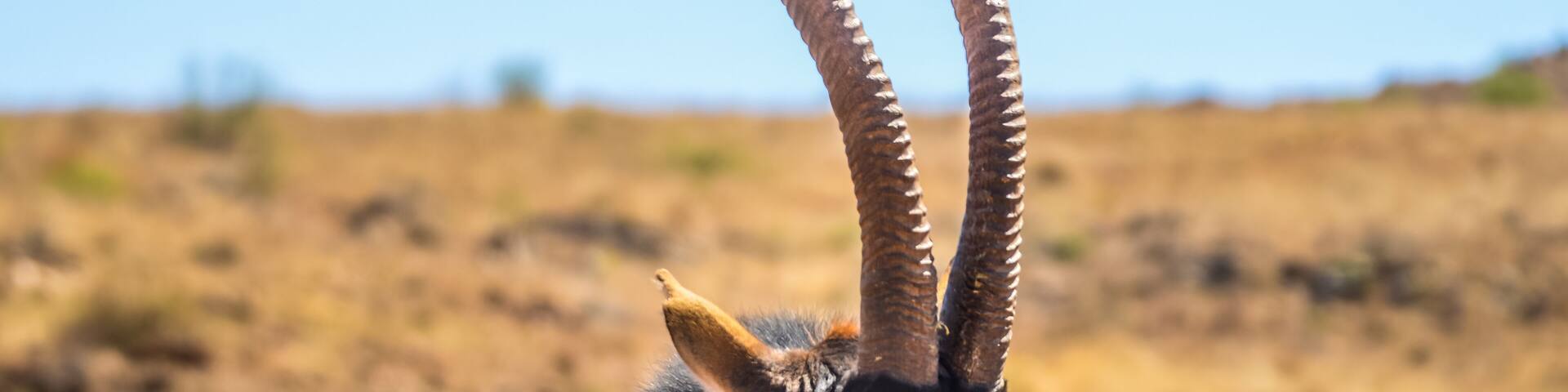 Portrait of a cute Sable Antelope in a game reserve