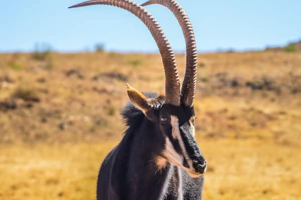 A close-up of an animal with long, curved horns and a dark coat.