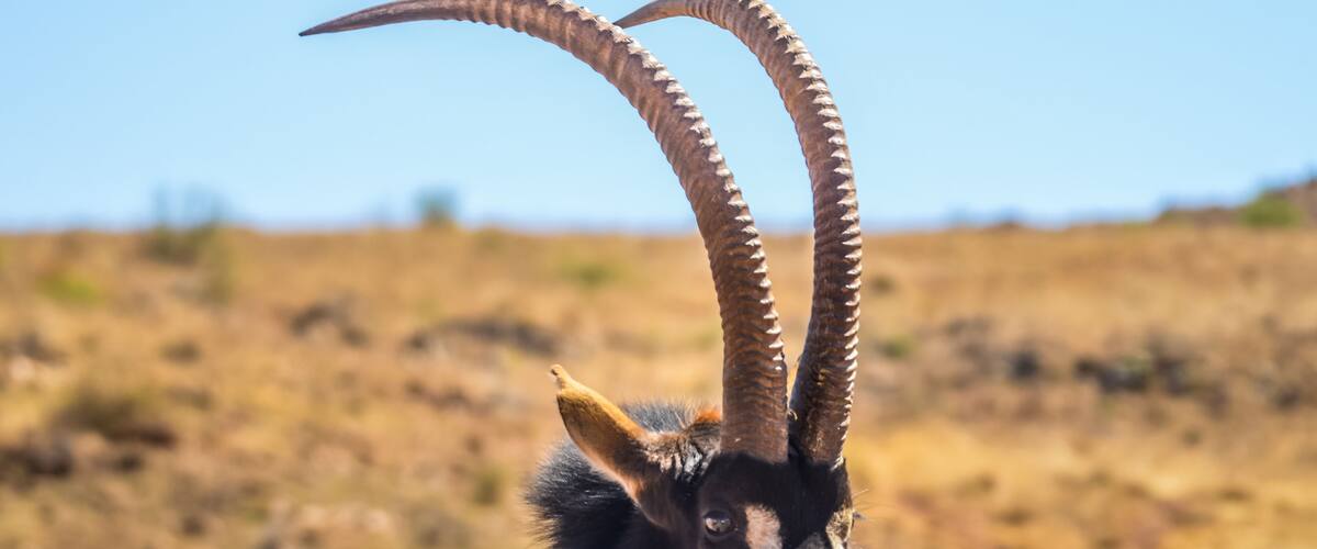 A close-up of an animal with long, curved horns and a dark coat.