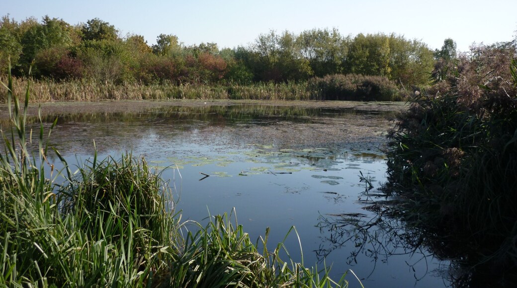 Teich, Tannenbusch, 09.2011