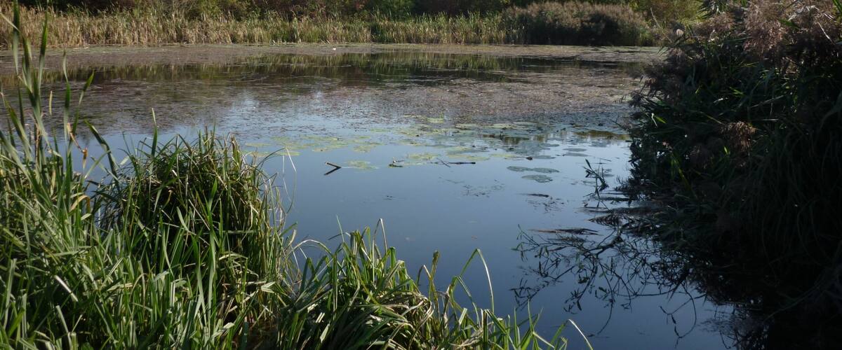 A calm river with dense reeds and trees in the background.