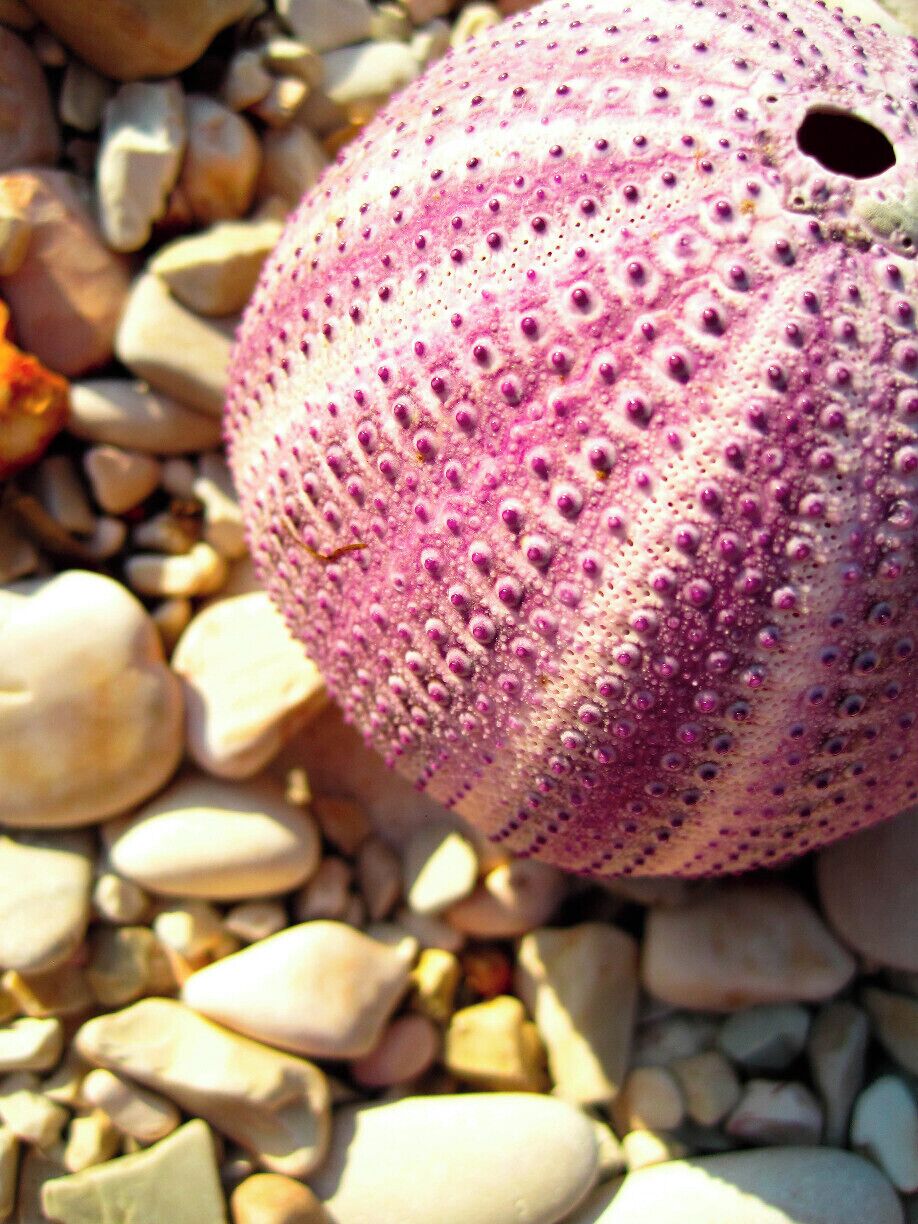 Exoskeleton of sea urchin