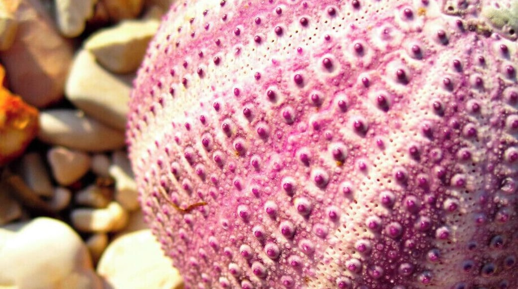 Exoskeleton of sea urchin
