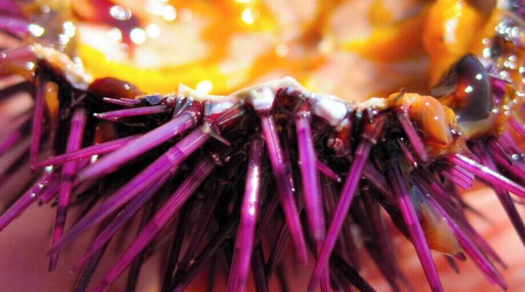 Sea urchins are one of the most delicious food ever. The Mediterranean Sea is very rich they and you can not taste them after a swim!