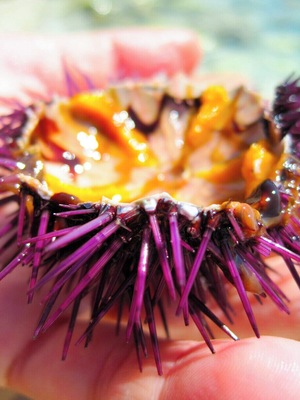 Sea urchins are one of the most delicious food ever. The Mediterranean Sea is very rich they and you can not taste them after a swim!