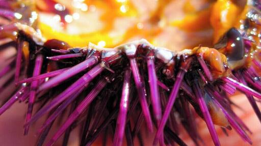 Sea urchins are one of the most delicious food ever. The Mediterranean Sea is very rich they and you can not taste them after a swim!