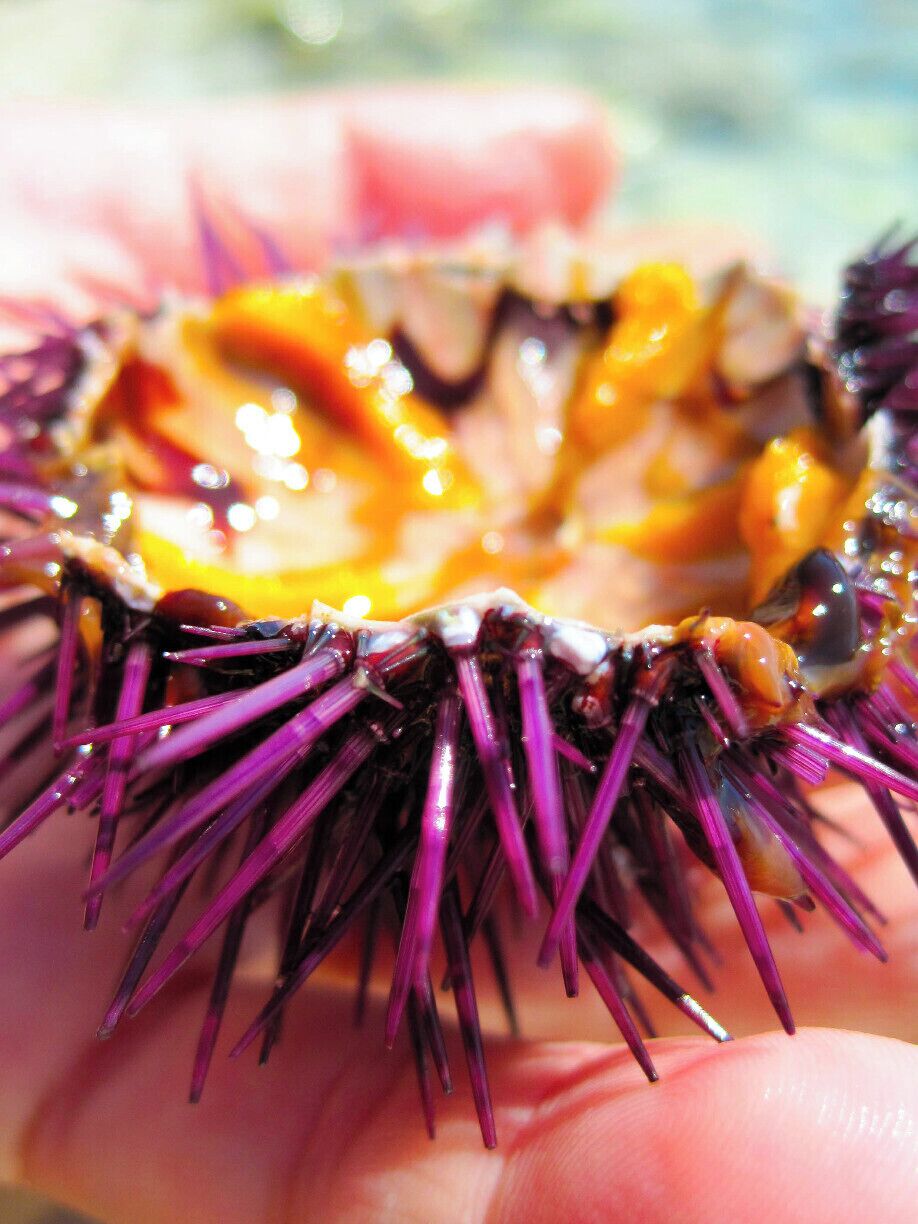 A close-up of a purple sea urchin shell held in a hand.