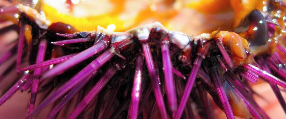 A close-up of a purple sea urchin shell held in a hand.