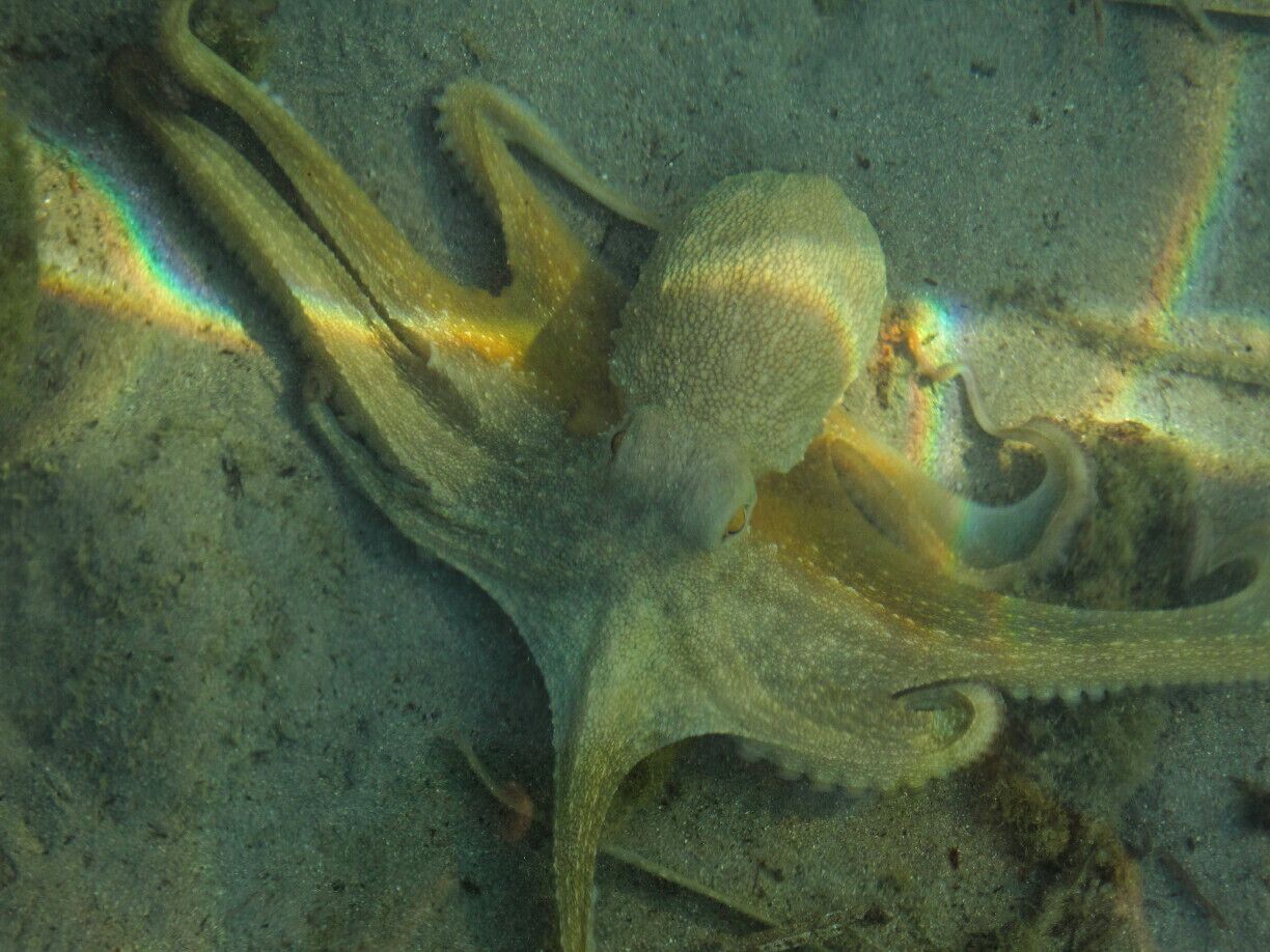 An octopus that tries to blend in with the sand at Kato Kateliòs.