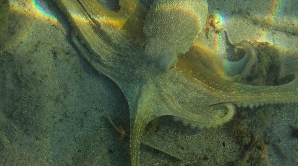 An octopus that tries to blend in with the sand at Kato Kateliòs.