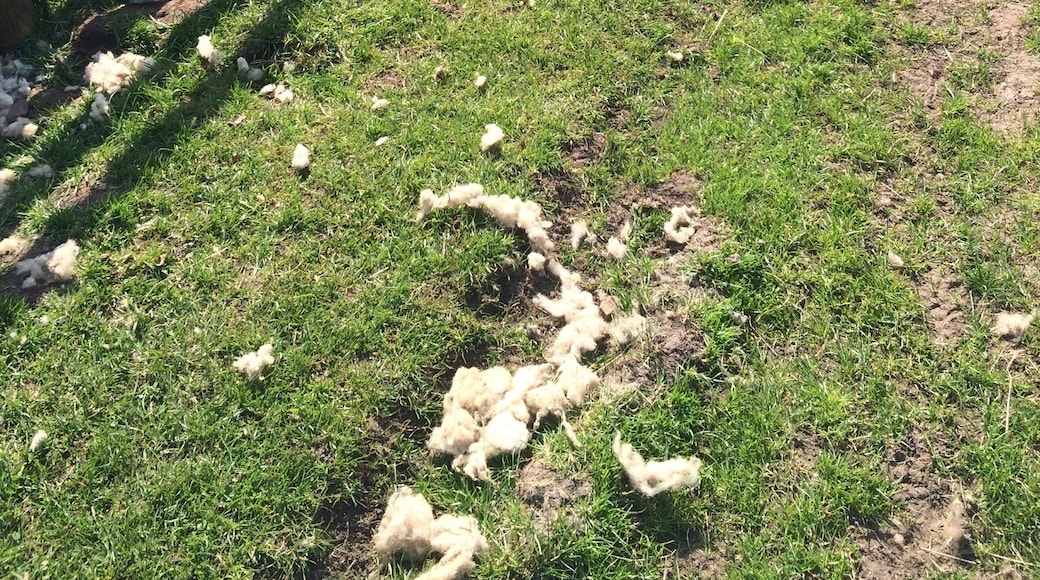 Beautiful little lambs near Kettlewell