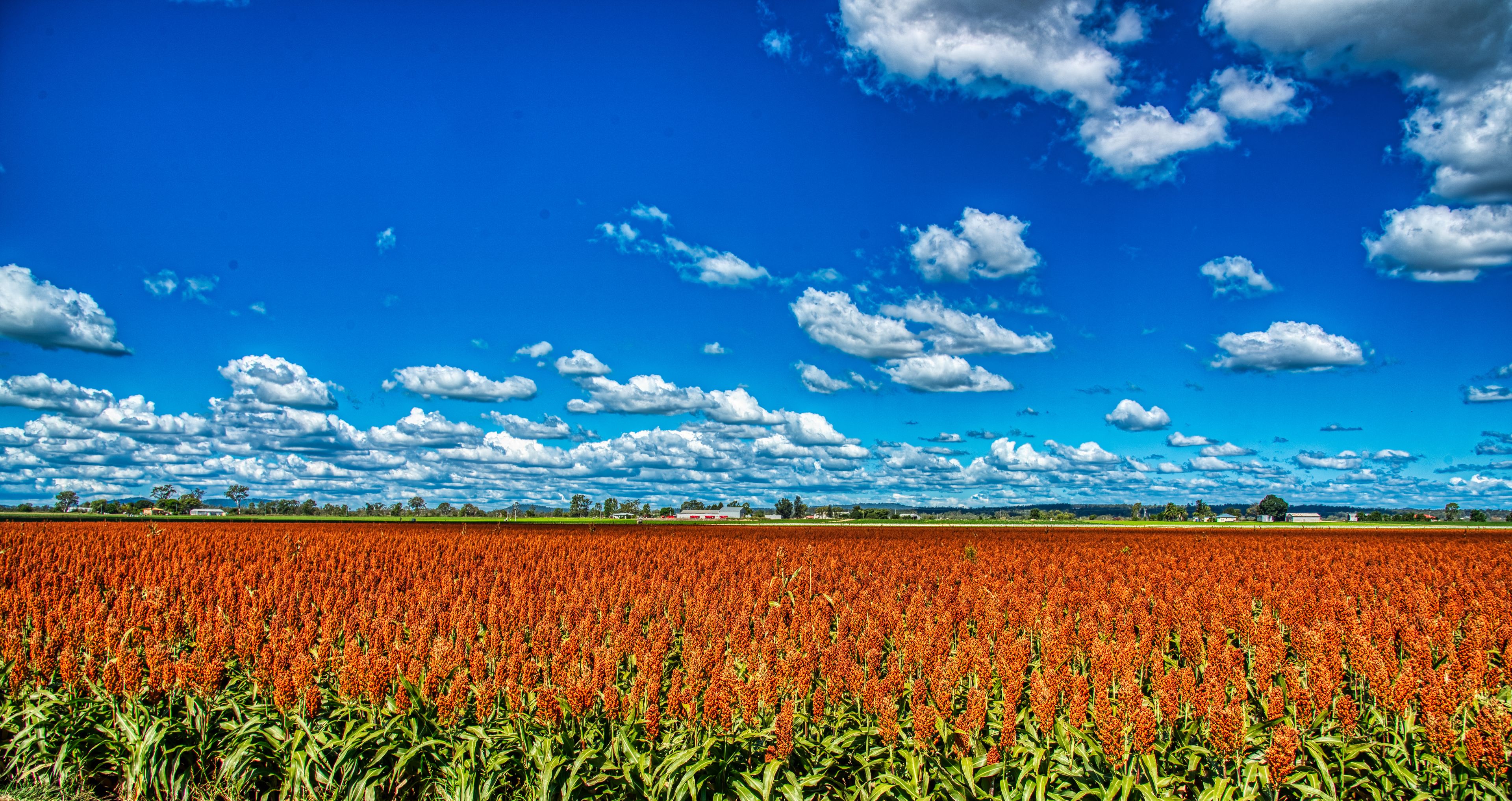 A vast field of red crops under a clear blue sky with scattered white clouds.
