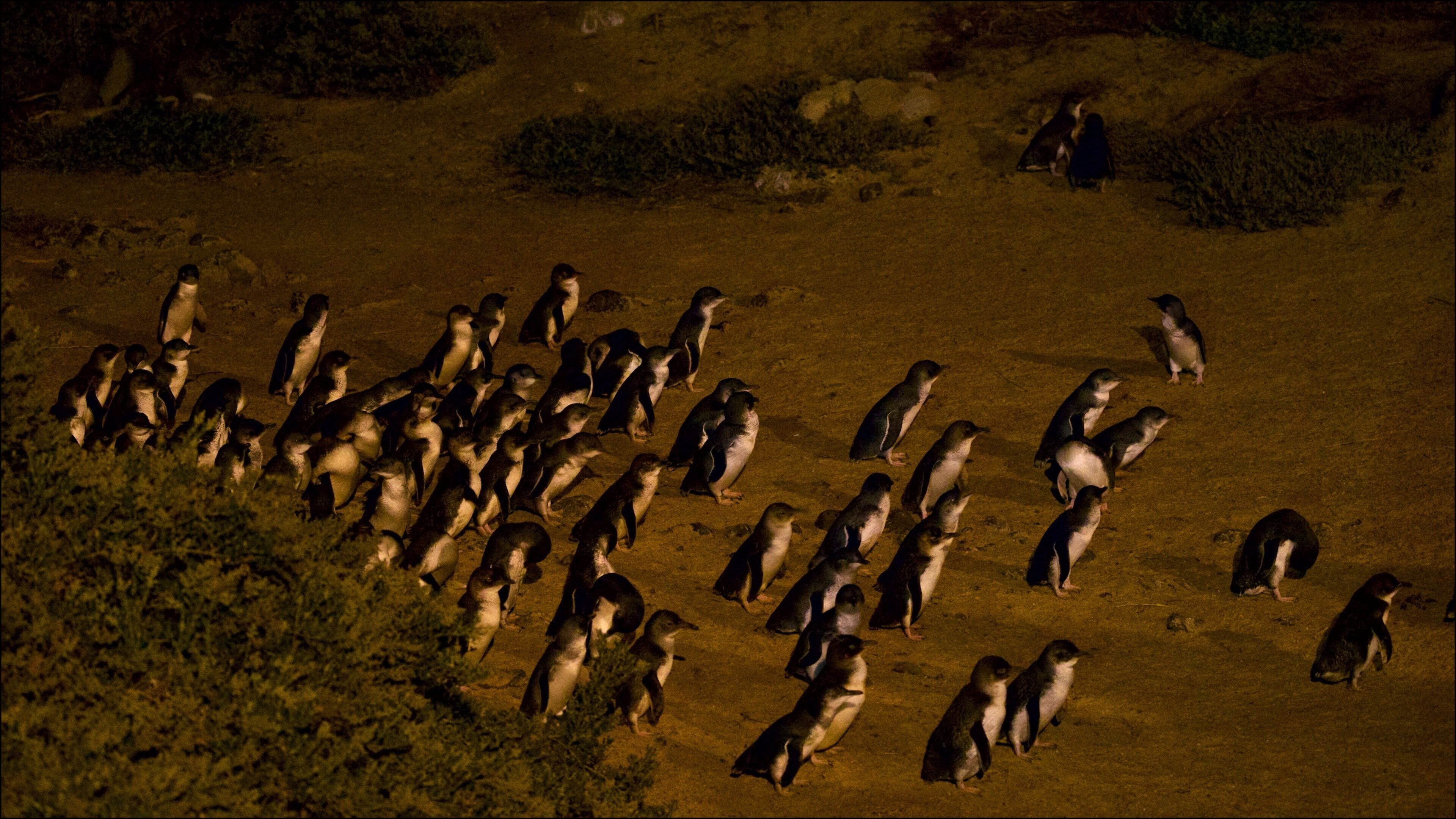 Penguin Parade joka esittää hiekkaranta ja linnusto