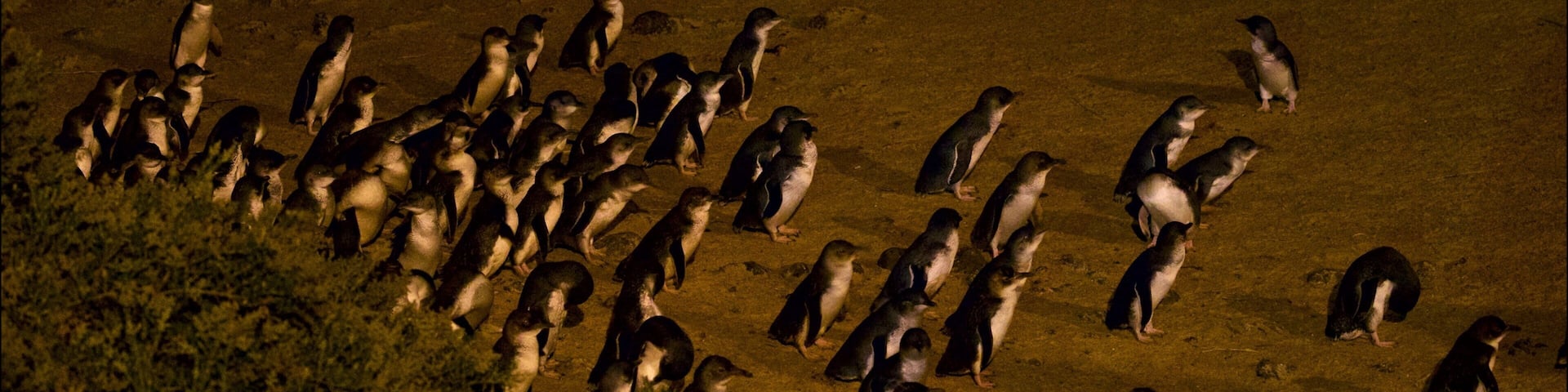 Penguin Parade which includes a sandy beach and bird life