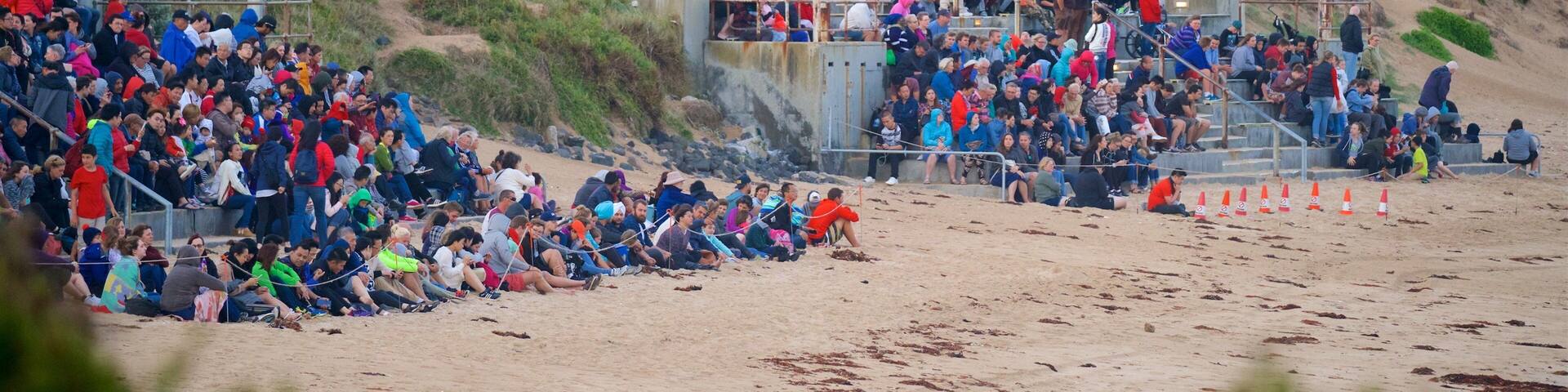 Penguin Parade montrant plage de sable aussi bien que important groupe de personnes