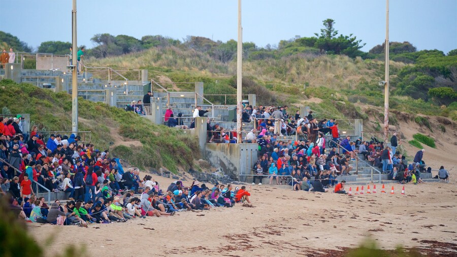 Penguin Parade featuring a beach as well as a large group of people