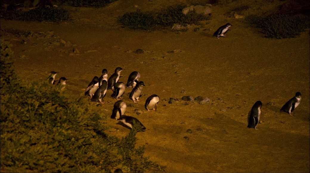 Penguin Parade which includes bird life and a sandy beach