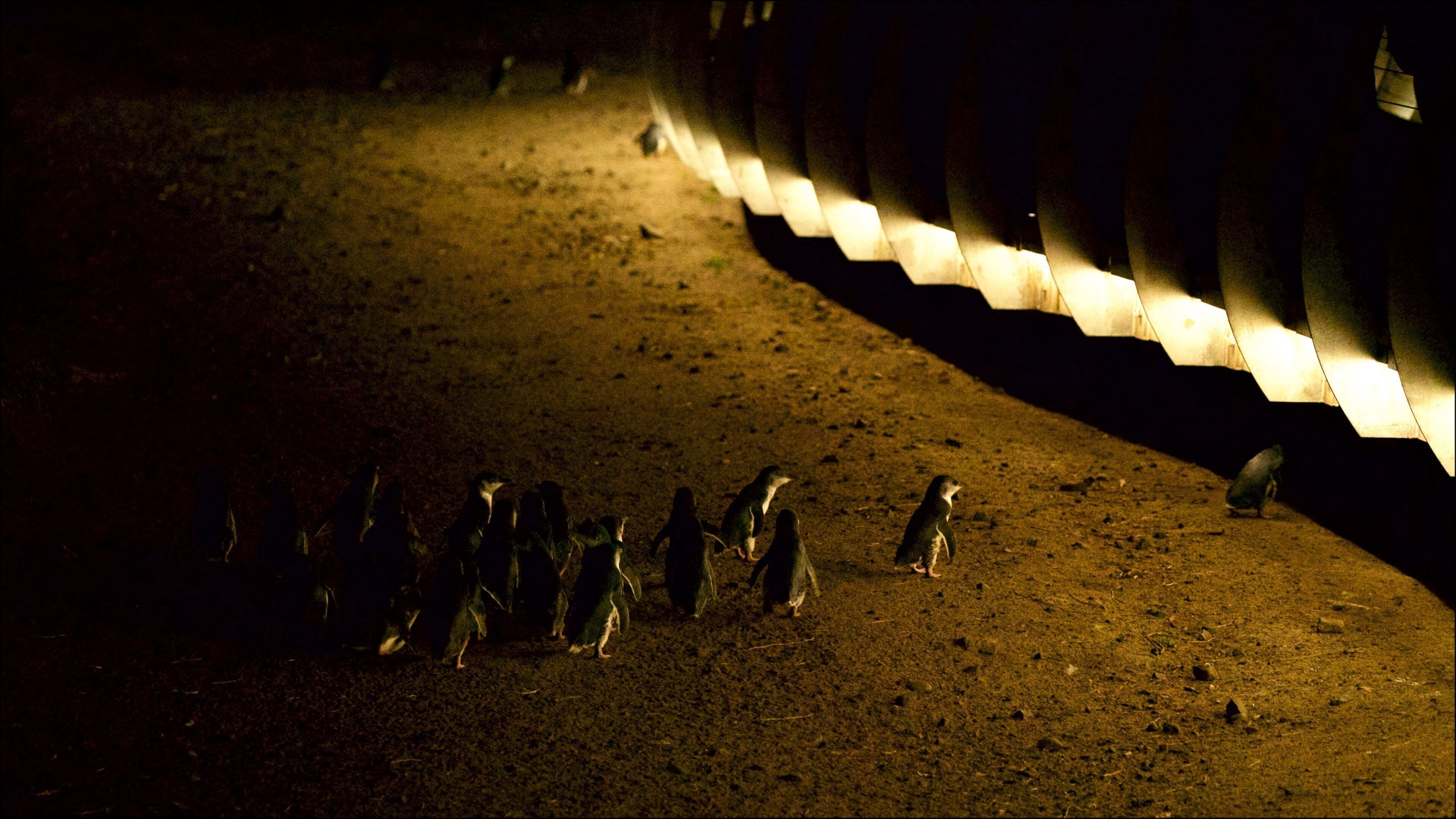 Un grupo de pingüinos en un sendero de tierra, iluminados por luz artificial.