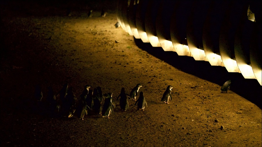 Un grupo de pingüinos en un sendero de tierra, iluminados por luz artificial.