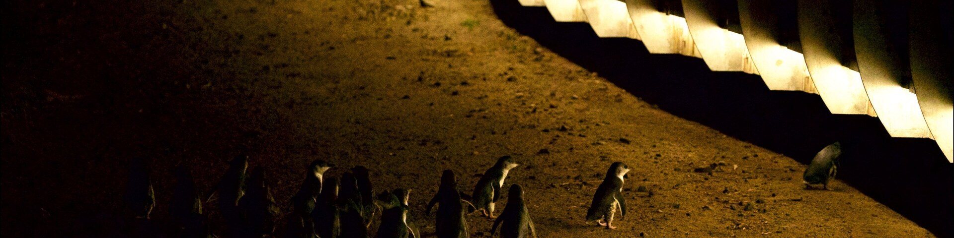 Un grupo de pingüinos en un sendero de tierra, iluminados por luz artificial.